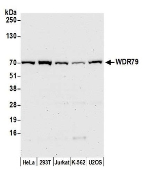 Rabbit anti-WDR79 Antibody, Affinity Purified