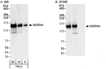 Rabbit anti-WDR44 Antibody, Affinity Purified