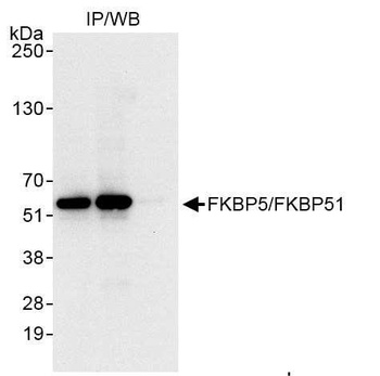 Rabbit anti-FKBP5/FKBP51 Antibody, Affinity Purified