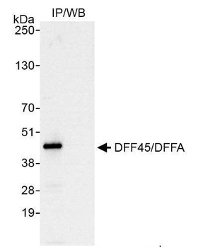 Rabbit anti-DFF45/DFFA Antibody, Affinity Purified