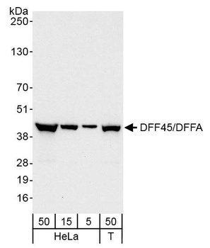 Rabbit anti-DFF45/DFFA Antibody, Affinity Purified