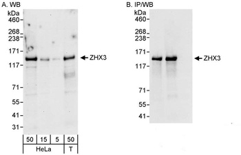 Rabbit anti-ZHX3 Antibody, Affinity Purified