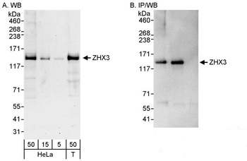 Rabbit anti-ZHX3 Antibody, Affinity Purified