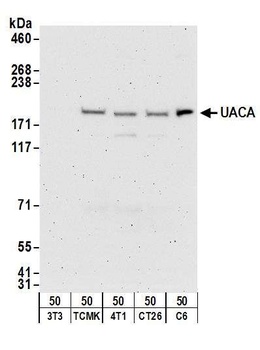Rabbit anti-UACA Antibody, Affinity Purified