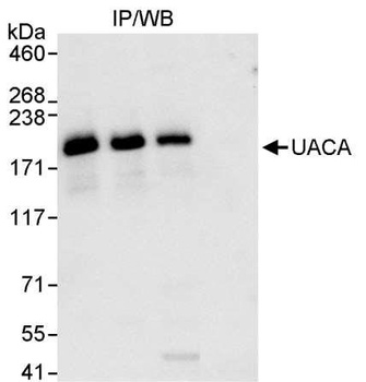 Rabbit anti-UACA Antibody, Affinity Purified