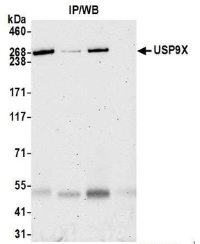 Rabbit anti-USP9X Antibody, Affinity Purified
