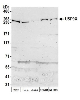 Rabbit anti-USP9X Antibody, Affinity Purified