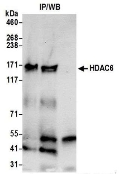 Rabbit anti-HDAC6 Antibody, Affinity Purified