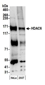 Rabbit anti-HDAC6 Antibody, Affinity Purified