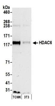 Rabbit anti-HDAC6 Antibody, Affinity Purified