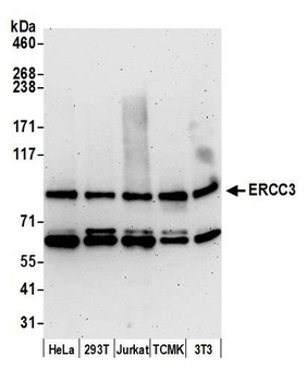 Rabbit anti-ERCC3 Antibody, Affinity Purified