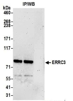 Rabbit anti-ERCC3 Antibody, Affinity Purified