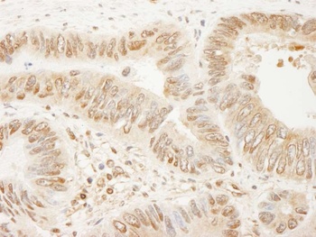 Rabbit anti-SSH3 Antibody, Affinity Purified