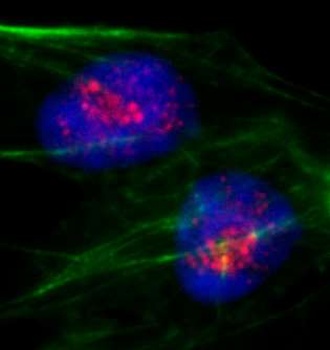 Rabbit anti-PAF49 Antibody, Affinity Purified