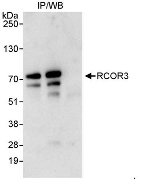 Rabbit anti-RCOR3 Antibody, Affinity Purified