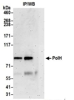 Rabbit anti-PolH Antibody, Affinity Purified