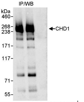 Rabbit anti-CHD1 Antibody, Affinity Purified