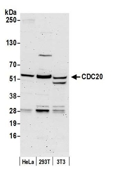 Rabbit anti-CDC20 Antibody, Affinity Purified