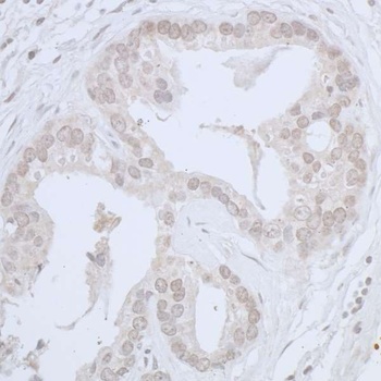 Rabbit anti-CDC20 Antibody, Affinity Purified