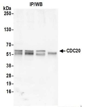 Rabbit anti-CDC20 Antibody, Affinity Purified