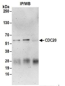 Rabbit anti-CDC20 Antibody, Affinity Purified