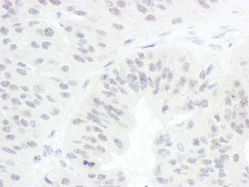 Rabbit anti-CDC20 Antibody, Affinity Purified
