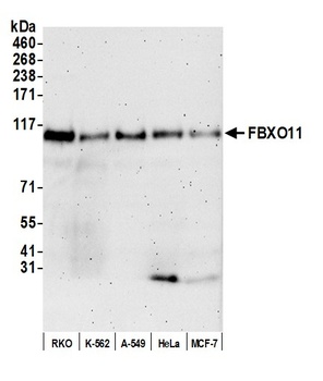 Rabbit anti-FBXO11 Antibody, Affinity Purified
