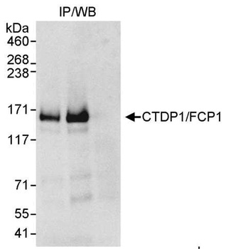 Rabbit anti-CTDP1/FCP1 Antibody, Affinity Purified