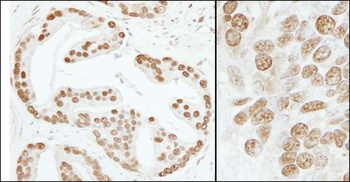 Rabbit anti-PC4 Antibody, Affinity Purified