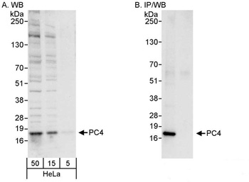 Rabbit anti-PC4 Antibody, Affinity Purified