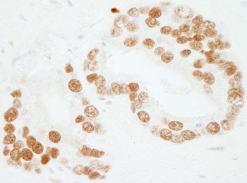 Rabbit anti-PC4 Antibody, Affinity Purified