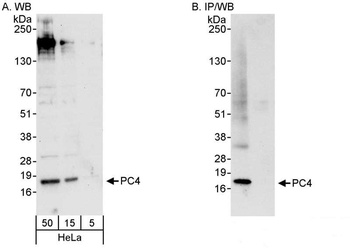 Rabbit anti-PC4 Antibody, Affinity Purified