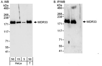 Rabbit anti-WDR33 Antibody, Affinity Purified