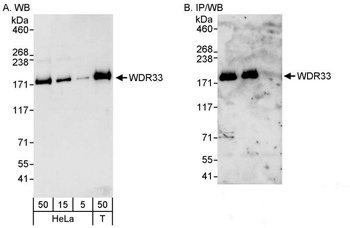 Rabbit anti-WDR33 Antibody, Affinity Purified