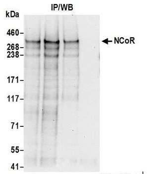 Rabbit anti-NCoR Antibody, Affinity Purified