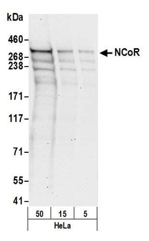 Rabbit anti-NCoR Antibody, Affinity Purified
