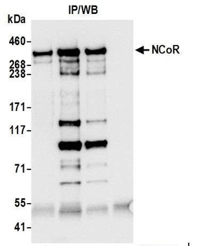 Rabbit anti-NCoR Antibody, Affinity Purified