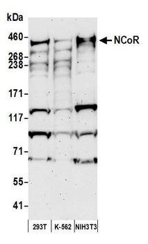 Rabbit anti-NCoR Antibody, Affinity Purified