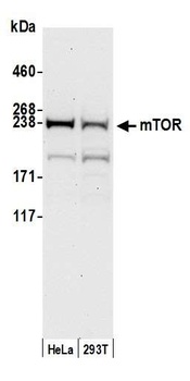 Rabbit anti-mTOR Antibody, Affinity Purified