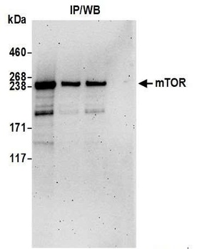 Rabbit anti-mTOR Antibody, Affinity Purified