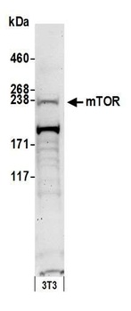 Rabbit anti-mTOR Antibody, Affinity Purified