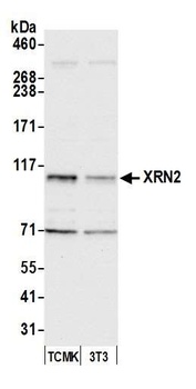 Rabbit anti-XRN2 Antibody, Affinity Purified