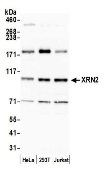 Rabbit anti-XRN2 Antibody, Affinity Purified