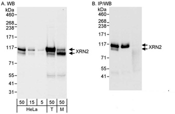 Rabbit anti-XRN2 Antibody, Affinity Purified
