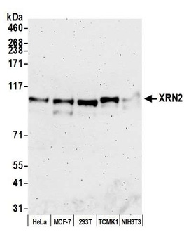 Rabbit anti-XRN2 Antibody, Affinity Purified