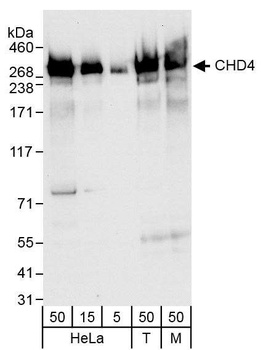 Rabbit anti-CHD4 Antibody, Affinity Purified