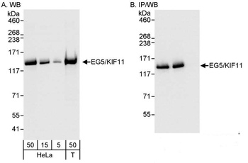 Rabbit anti-EG5/KIF11 Antibody, Affinity Purified