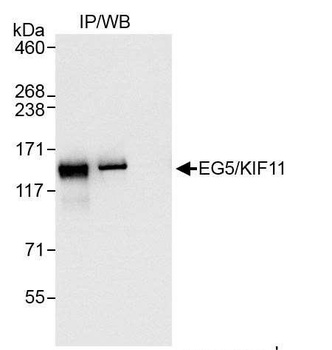 Rabbit anti-EG5/KIF11 Antibody, Affinity Purified