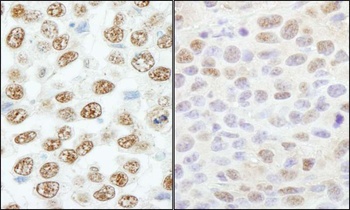 Rabbit anti-RBM25/RED120 Antibody, Affinity Purified
