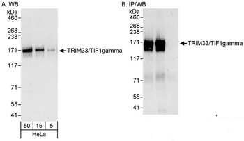 Rabbit anti-TRIM33/TIF1gamma Antibody, Affinity Purified